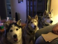 Dogs food.jpg