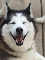 Dogs Sara Chillin' 2017.jpg
