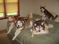 post dogs[4] on bed 7-2009.jpg