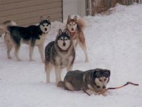 post dogs at garage Trinny with stick.jpg