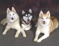 Lucy-Budley-Haley post.jpg