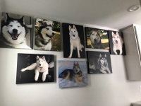 Dogs wall art.jpg Dogs wall art.jpg