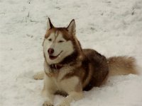 post winter close-up dogs Sonya.jpg post winter close-up dogs Sonya.jpg