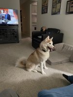 Dogs Eden 2-22-26 2.jpeg Dogs Eden 2-22-26 2.jpeg