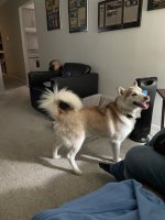 Dogs Eden 2-22-26 3.jpeg Dogs Eden 2-22-26 3.jpeg