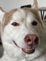 Dogs Edie face.jpeg Dogs Edie face.jpeg