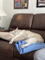 Dogs Edie on couch 2-25-26.jpeg Dogs Edie on couch 2-25-26.jpeg