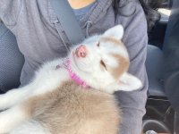 Eden puppy 4.jpeg Eden puppy 4.jpeg