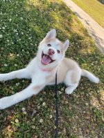 Eden puppy 2.jpeg Eden puppy 2.jpeg