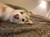 Eden puppy 6.jpeg Eden puppy 6.jpeg