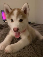 Eden puppy 3.jpeg Eden puppy 3.jpeg