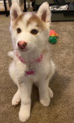 Eden puppy.jpeg Eden puppy.jpeg