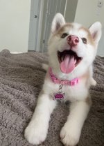 Eden puppy 5.jpeg Eden puppy 5.jpeg