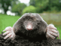 Mole.gif